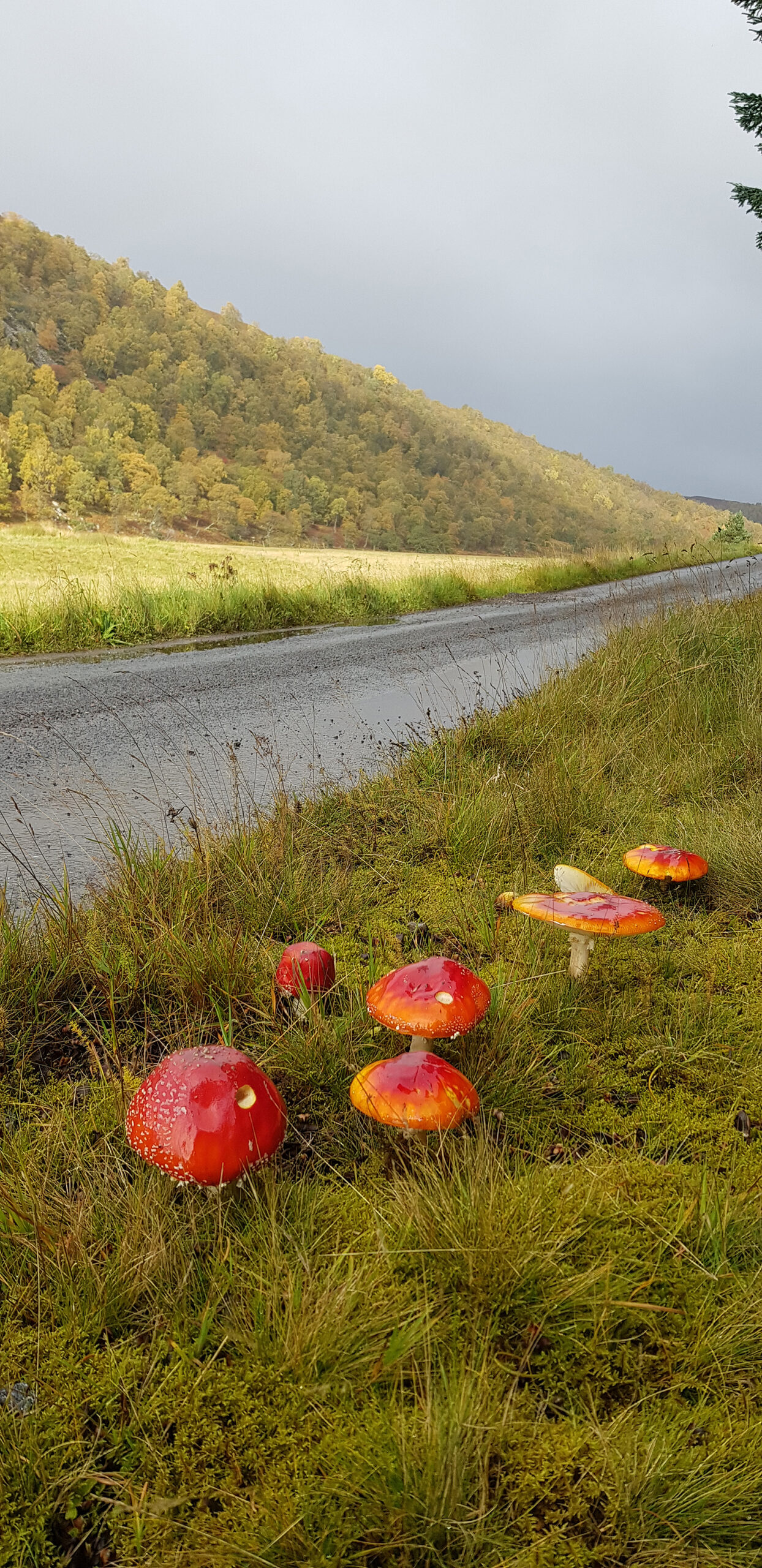 Fly Agaric