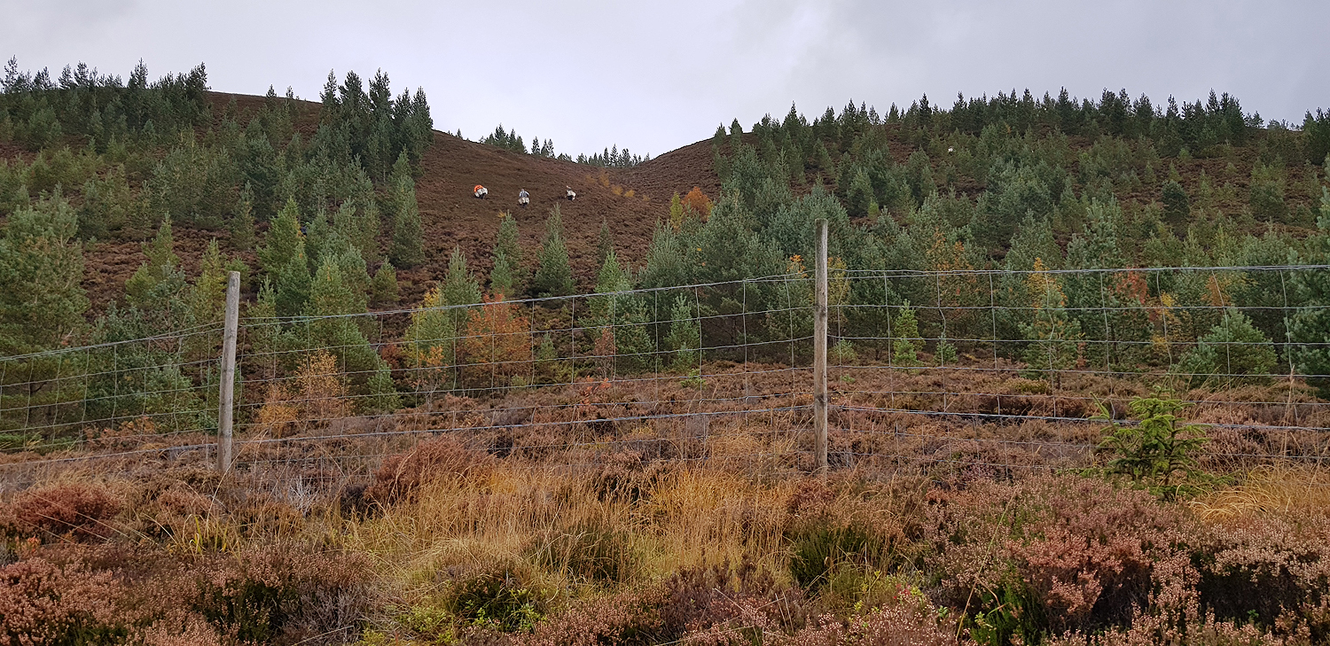 Planting Birch seedlings